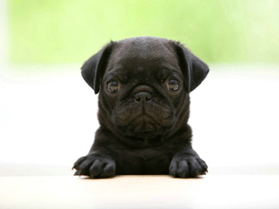 animal_hd_fun_animals_1920x1200_1867_3.jpg